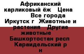 Африканский карликовый ёж › Цена ­ 6 000 - Все города, Иркутск г. Животные и растения » Другие животные   . Башкортостан респ.,Караидельский р-н